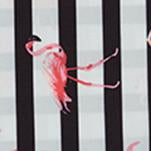 Load image into Gallery viewer, BANDANA | Bandana mit Streifen und Flamingos
